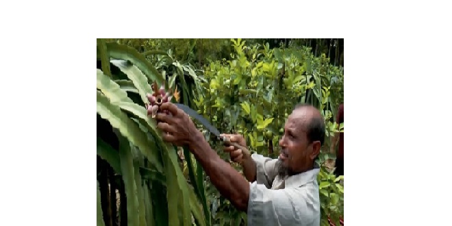 মাগুরায় ড্রাগন চাষে সফল কৃষক মো. শওকত হোসেন