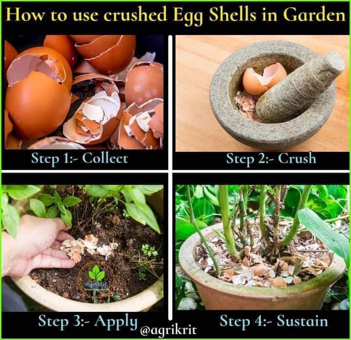 ডিমের খোসার সার (Eggshell Fertilizer)