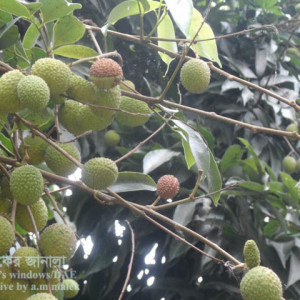 লিচুর ফল শুকিয়ে যাওয়া সমস্যা