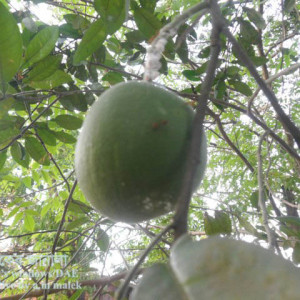 বাতাবি লেবুর মিলিবাগ বা ছাতরা পোকা