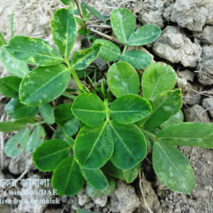 চীনাবাদামের থ্রিপস