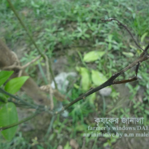 মালটার আগা মরা রোগ