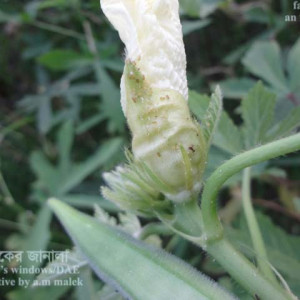 ঢেঁড়শের জাব পোকা