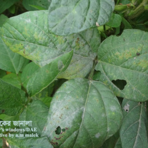 সয়াবিনের পাউডারী মিলডিউ রোগ
