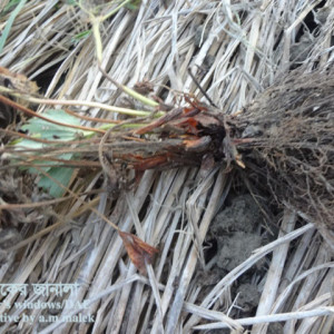 স্ট্রবেরি শিকড় পচা রোগ