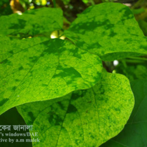 শিমের ভাইরাসজনিত রোগ