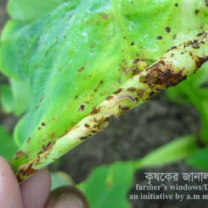 মূখীকচুর পাতামোড়ানো পোকা