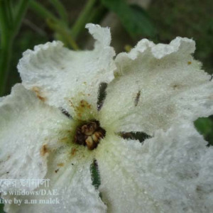 লাউয়ের থ্রিপস পোকা