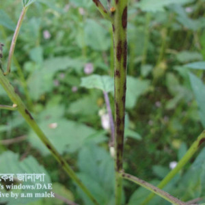 তিলের কান্ড পঁচা রোগ