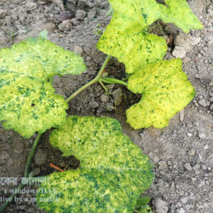 মিষ্টি কুমড়ার মোজাইক রোগ